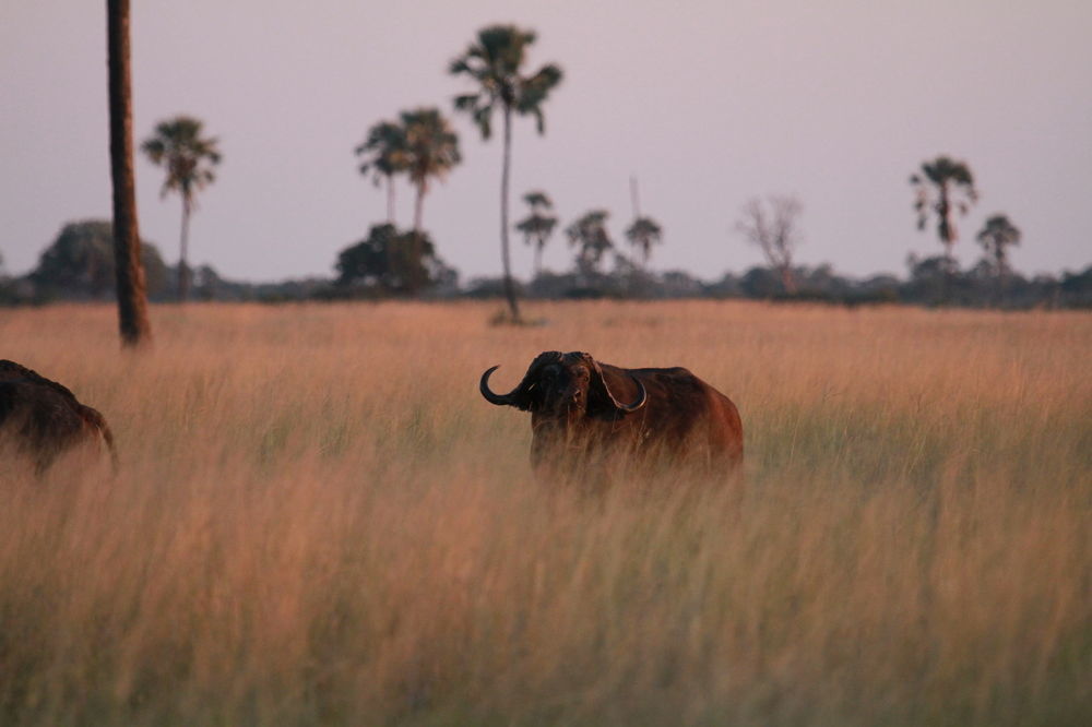 The Hide Safari Camp Hotel Dete Esterno foto